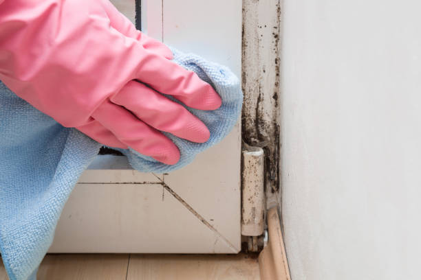 Best Emergency Mold Removal  in Sterling, IL
